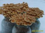 Продам мицелий (рассаду, семена) гриба зимний опенок фламмулина