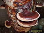 Продам мицелий (рассаду, семена) гриба рейши