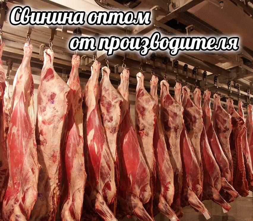 Мясо свинина оптом от производителя