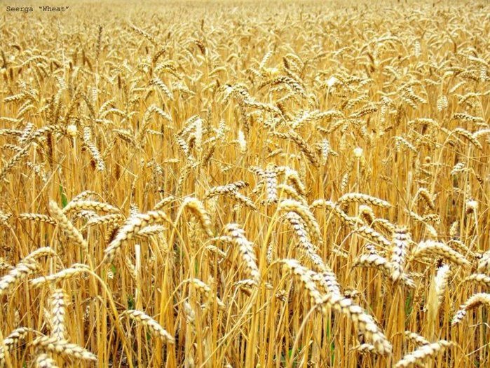 Пшеница мягкая 3-й класс