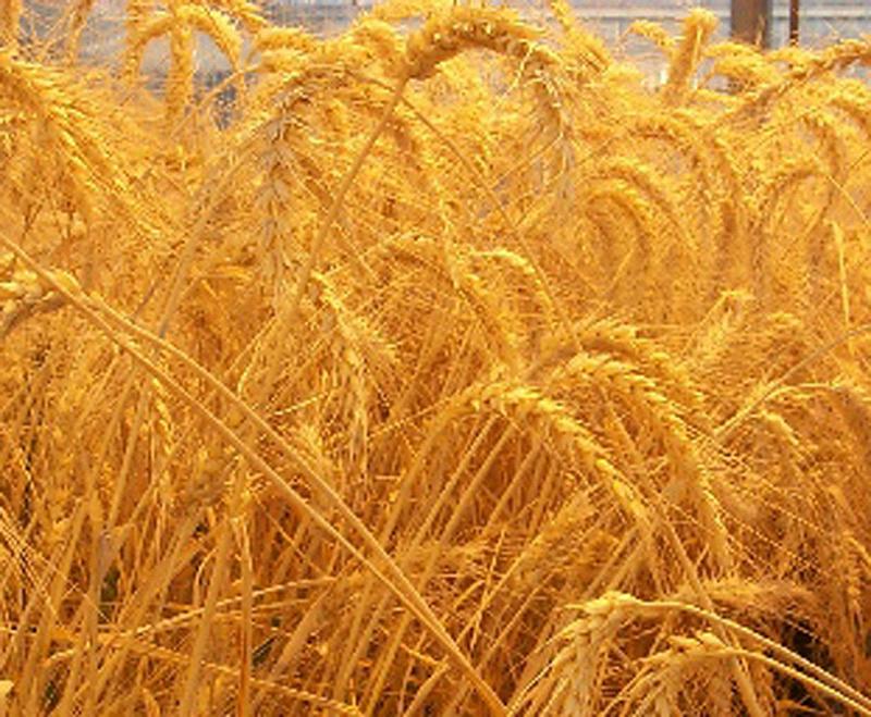 Пшеница мягкая 5-й класс