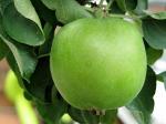 Парфюмерные отдушки Зелёное яблоко