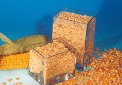 ЗАРОДЫШ кукурузный мокрого способа отделения (сухой) ГОСТ 10-020-94.