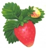 Паста фруктовая Клубника