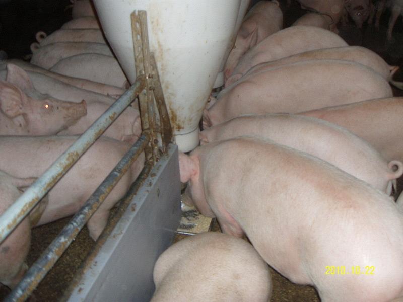 Продаем свинину живой вес (110 -125 кг), от производителя, Украина