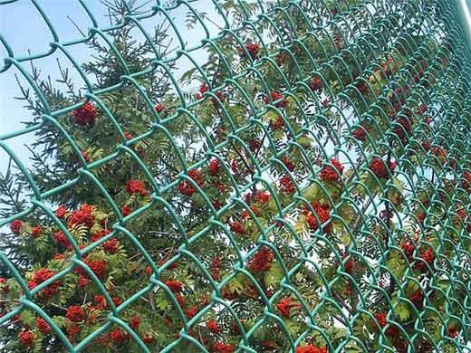 Забор из сетки-рабица Забор из сетки-рабица