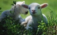 Специальное предложение для овцеводческих хозяйств