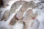 рыба оптом, купить рыбу свежемороженую Украина