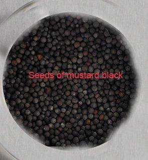 Seeds of mustard black.