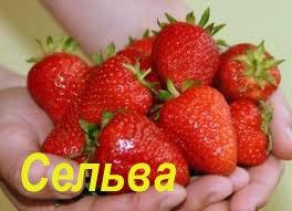 Земляника садовая (клубника) сорт Сельва, ремонтантная