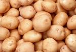 Семенная картошка