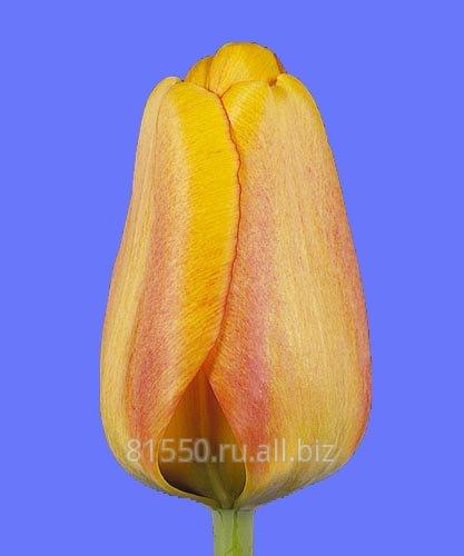 Луковица цветочных культур Blushing Apeldoorn