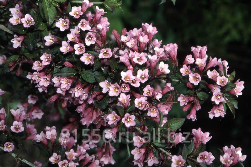 Вейгела цветущая Фолис Пурпуреис