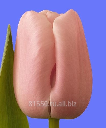 Луковица цветочных культур  Pink Diamond
