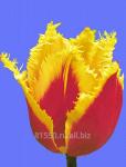 Луковица цветочных культур Davenport Yellow