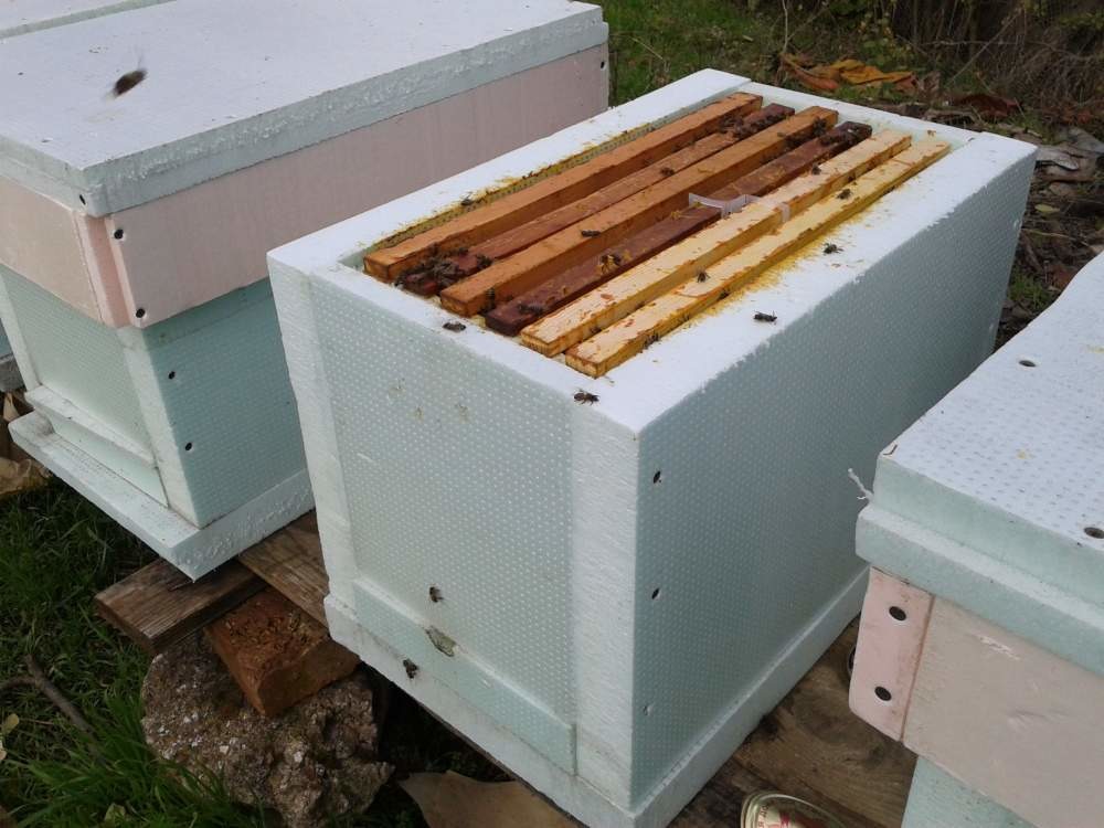 Авито краснодарский пчелопакеты. Пчелопакет двойной. Ящик для пчелопакетов. Пчелопакеты.