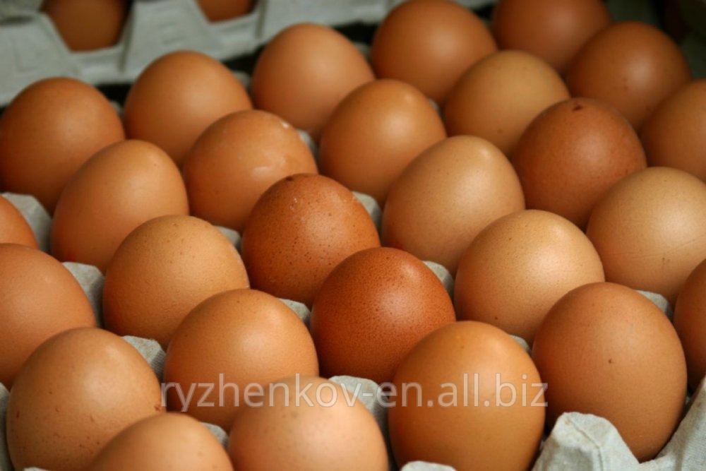 Инкубационное яйцо кур несушек Ломан Браун