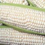 Зерно белой кукурузы 1кг