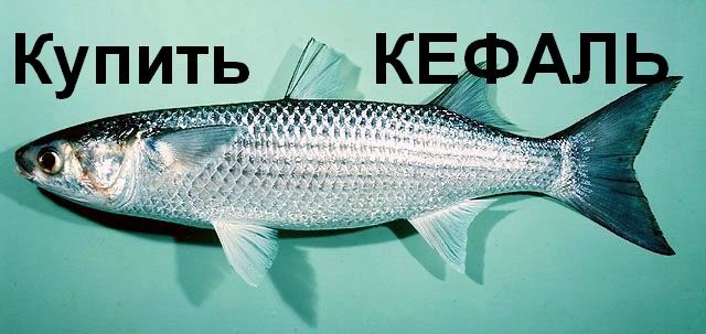 Купить кефаль оптом в Украине Крыму Керчи.Продажа кефали по доступной цене от производителя.