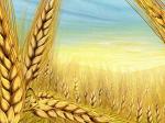 Солнечная пшеница