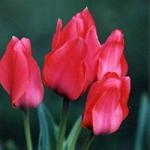 Тюльпан Sweet Rosy
