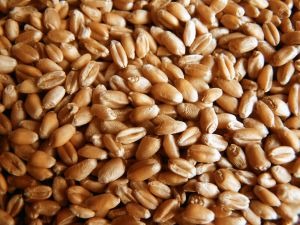 Кормовой зернопродукт овсяный 5 кат. Кормовой зернопродукт овсяный 5 кат.