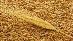 Кормовой зернопродукт пшеничный 3 категории