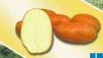 Картофель свежий сорт Ароза
