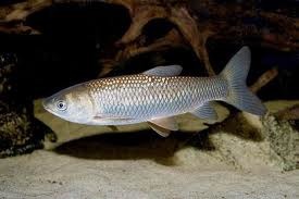 Рыба белый амур