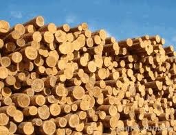 Дрова сосновые. Заказать дрова сосновые недорого. У нас вы можете купить дрова сосновые недорого. Продажа дров сосновых на экспорт. Дрова сосновые по цене от производителя. Продажа дров сосновых только хорошего качества.