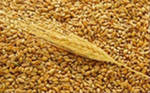 Торговля пшеницей