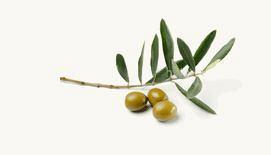 Масло оливковое нерафинированное холодного отжима, Virgin Olive Oil