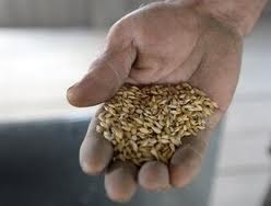 Установки для проращивания зерна злаковых и зернобобовых культур