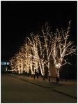 Подсветка деревьев (Клип Лайт)
