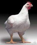 Комбикорм для гусят, утят, цыплят-бройлеров от производителя