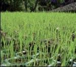 Зелёные парковки и зоны движения