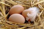 Яйца товарные