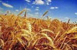 Пшеница, опт, крупные партии