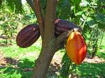 Какао-бобы