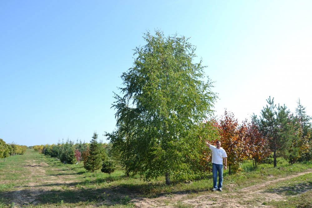 Береза крупномер