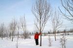 Ясень высокий крупномер 6,0 метра высотой