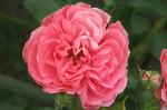 Мери Розе, розы, английские
