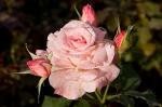 Парковые сорта роз, Армада