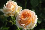 Розы  английские (Абрахам Дерби)