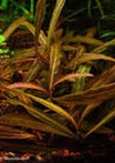 Гигрофила красная (Hygrophila species 'Red') 15 см