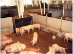 Участок доращивания и откорма свиней