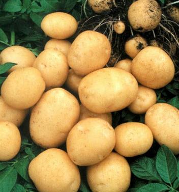 Сортовой картофель