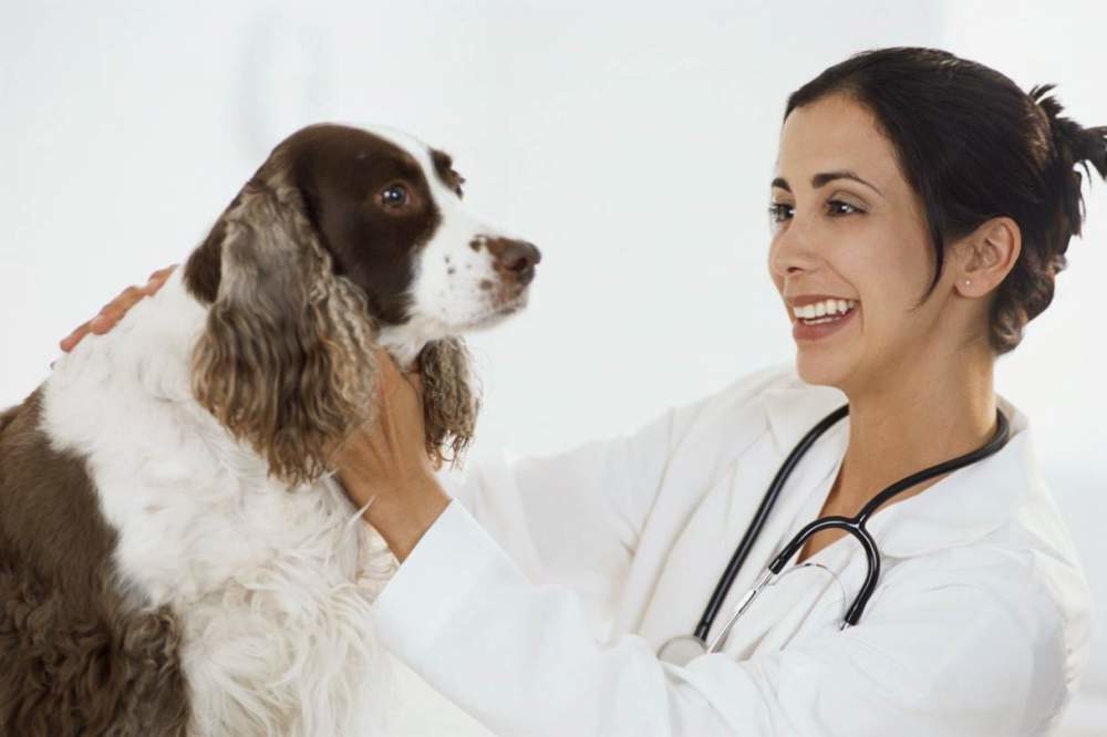 Медицинская информационная система MedWork-Ветклиника Медицинская информационная система MedWork-Ветклиника