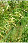 Безостый кострец (Bromus inermis Leyss)