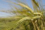 Ячмень